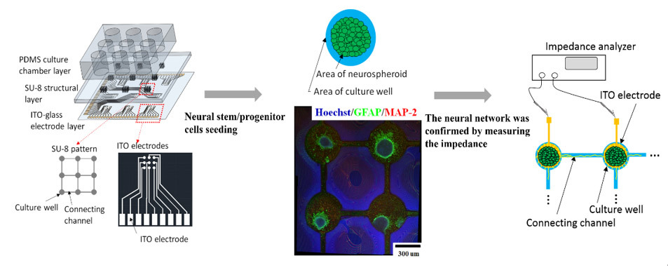 建立體外神經網絡晶片, 並建立可實時量測網絡連接的阻抗量測平台, 並可應用於進一步建立神經疾病模式
